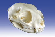 modelo anatomico erler-zimmer do esqueleto do cao VET1700